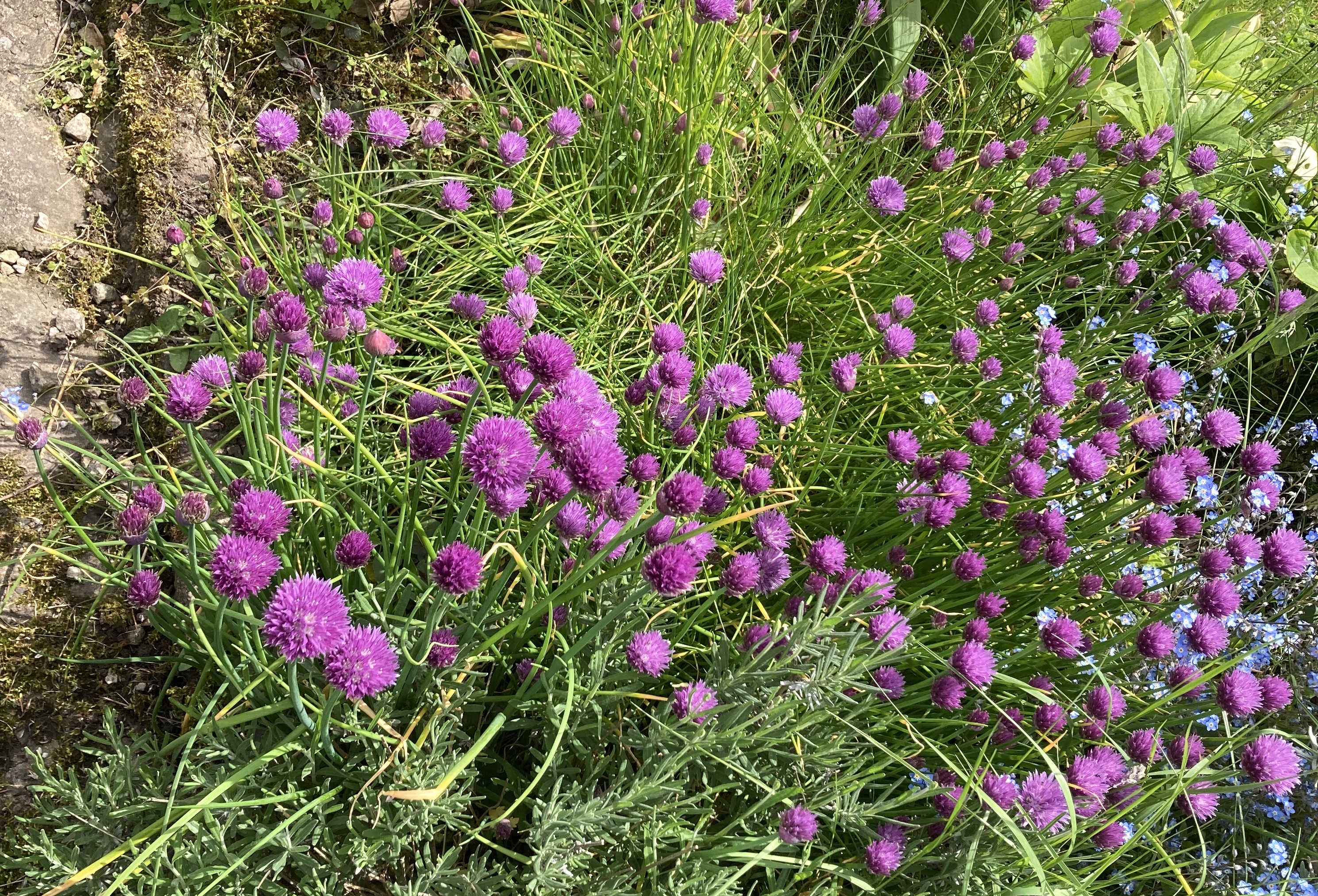 A large drift of chives with lots of purple flowers taking over one corner of the bed.